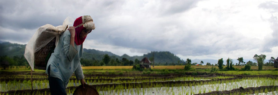 Tani